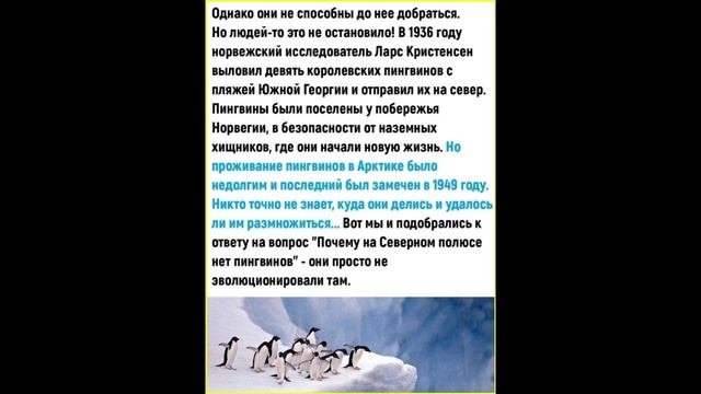 Почему пингвины не живут в Арктике?