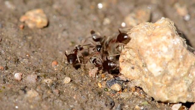 Lasius sp