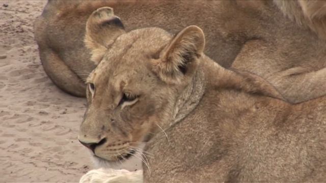 NASHORN, GEPARD, LÖWE, PAVIAN Botswana