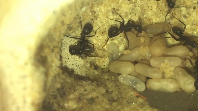 Camponotus Pennsylvanicus Colony: New Workers!