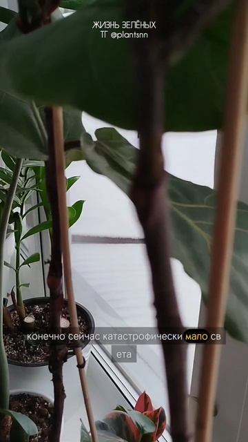 Эксперимент с цитокининовой пастой и фикусом Лиратой, часть 2 #shorts