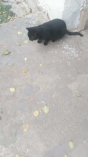 VID_20241116_152857