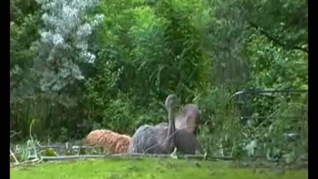 Emu Nandu Mara Marder Zebra Känguru