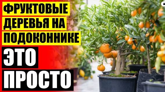 ⭐ Карликовые плодовые деревья купить в башкирии ☑ Дерево мини лимонов