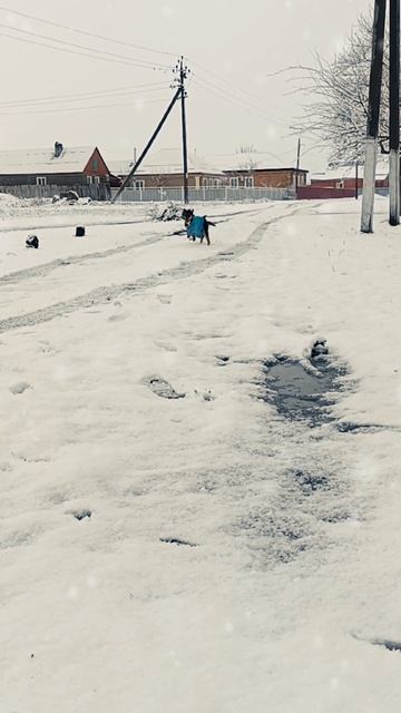 Первый снег