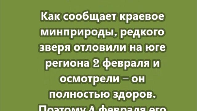 Таскавший собак в Приморье тигр стал релокантом