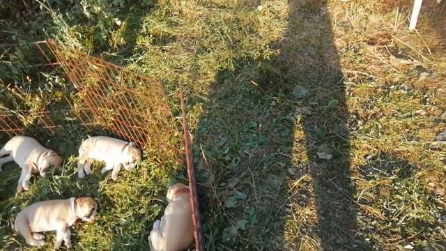 Тихий час в яслях на лужайке. Щенки амстаффа, Ценный Приз.
