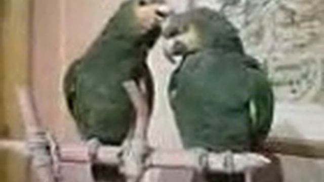 Parrots doing their feathers