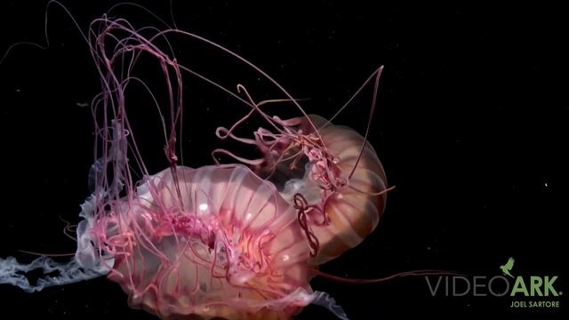 Two Namibian sea nettles (Chrysaora fulgida) at Omaha’s Henry Doorly Zoo and Aquarium.