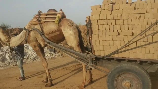 How does a camel lift a weight of 3000 kg?and how do you carry that much weight#camel
