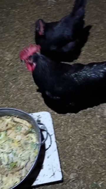 1000013406.mp4