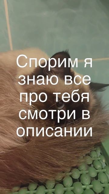 scene_output.mp4