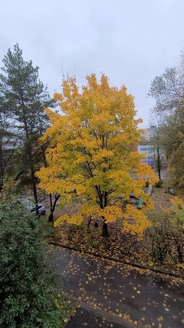 золотая осень 🍁
