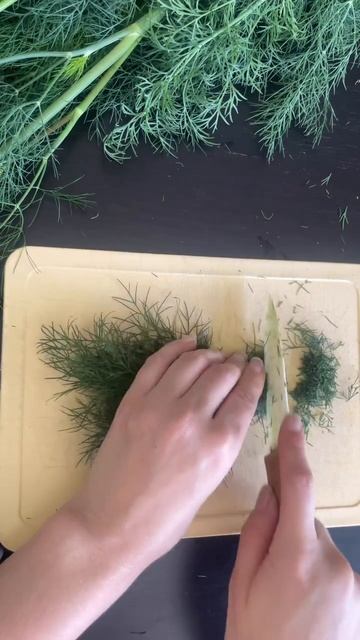 Заготовка укропа на зиму и заморозка