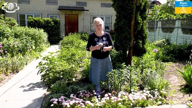 Стокротка в сто разів сильніша за інші рослини!!!🌺