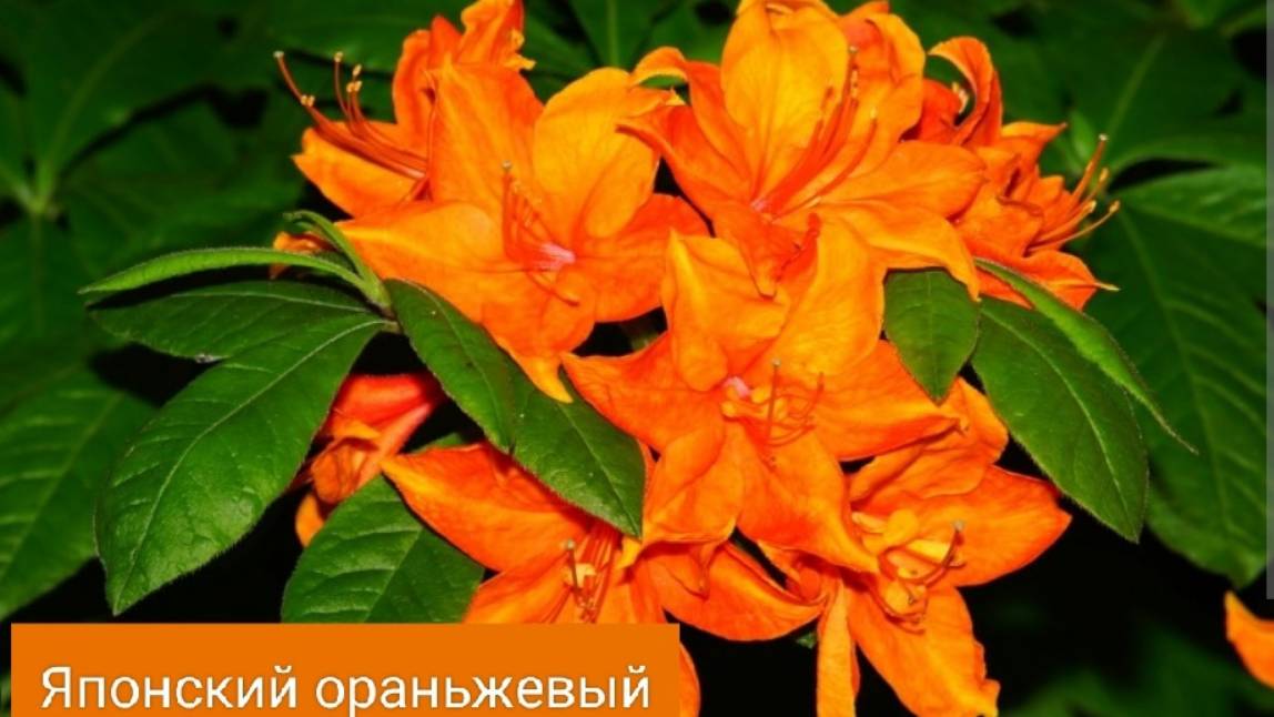 Редодендроны состояние на 5 февраля