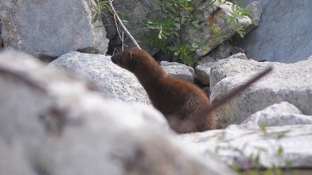 多倫多 美洲水鼬 American Mink