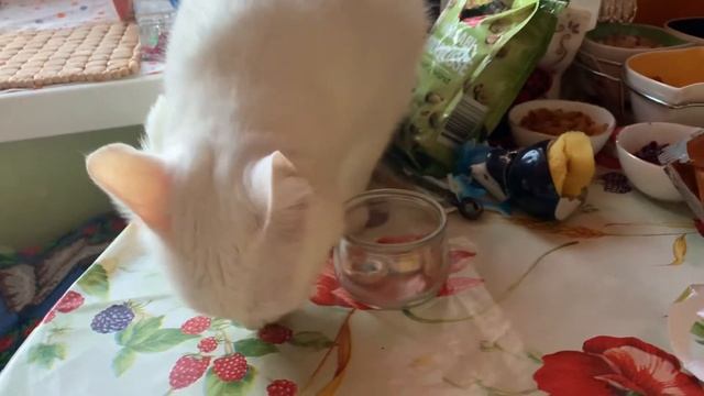 Кошки любят сушки или процесс доставание их из баночки??))