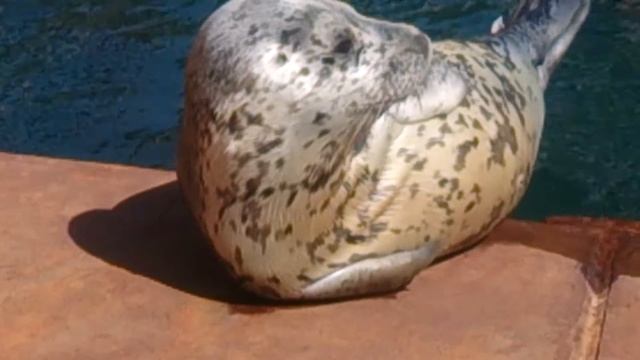 Морской котик вылез из воды погреться на солнышке. Тюлень