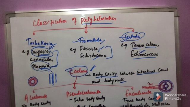 classification of Platyhelminthes, class 11th( lecture 07) A complete review for NEET  & Boards