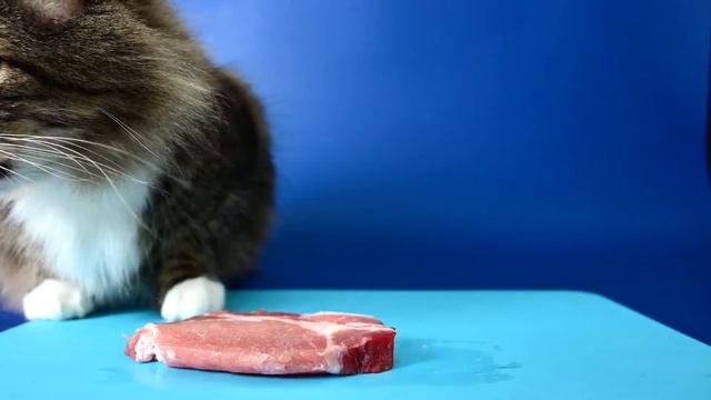 Cat eats raw pork