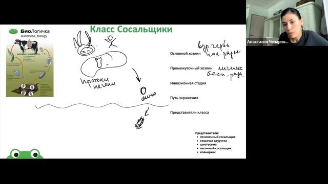 10.12 7-8 класс плоские черви