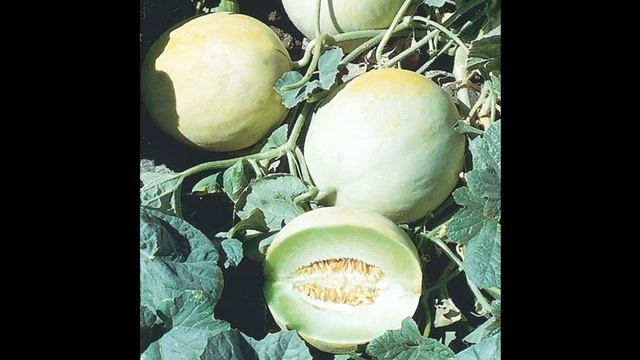 10 MAJOR BENEFITS OF HONEYDEW MELON