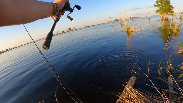 Huge Alligator Gar In Louisiana