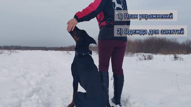 3 совета, как ускорить процесс дрессировки