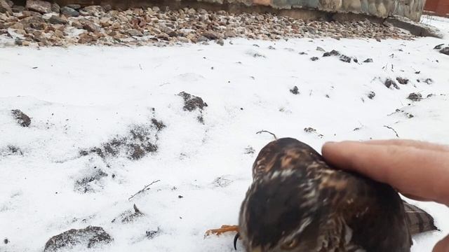 Вот птичек с утра откачиваю)🤓🦅