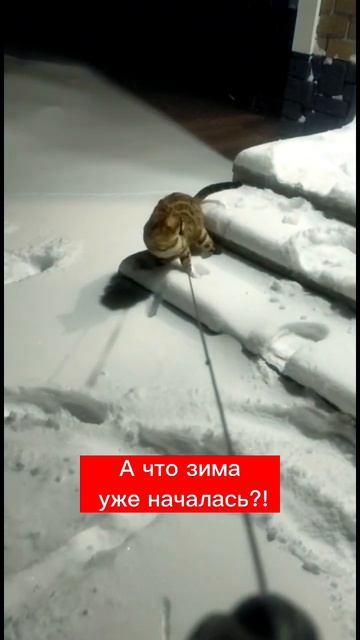 Марго просилась гулять, но увидев столько снега передумала😁