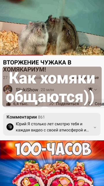 Сливки Шоу. Хомяки :v