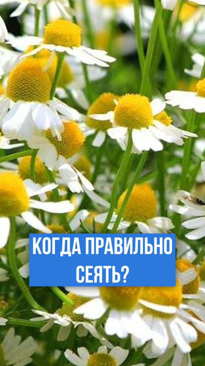В ЭТО ВРЕМЯ нужно посеять лекарственную ромашку.