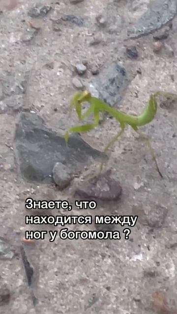 Богомол #биология #биологияегэ #богомол