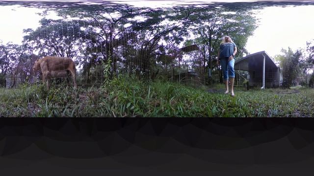 360 Nikita Lion Rubbing Fence and Peeing at the Camera