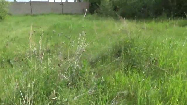 БЫСТРЫЙ КОП !!! РЕЗУЛЬТАТ ОТЛИЧНЫЙ.