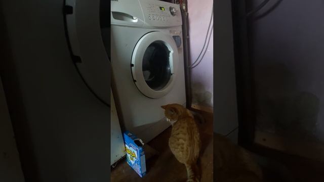 Котэ и стиральная машина)))