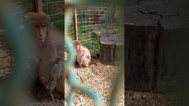 🐒ОБЕЗЬЯНКИ - НОВЫЕ ЗВЕЗДЫ МАРИУПОЛЬСКОГО ЗООПАРКА