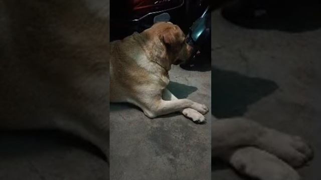Highlight 55:53 - 1:00:53 from Dear max🫶🐶 is live!