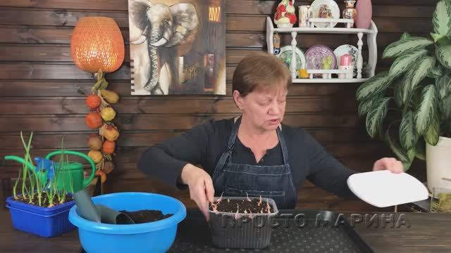 Огород на подоконнике. Зеленый лук в магазине не покупаю.
