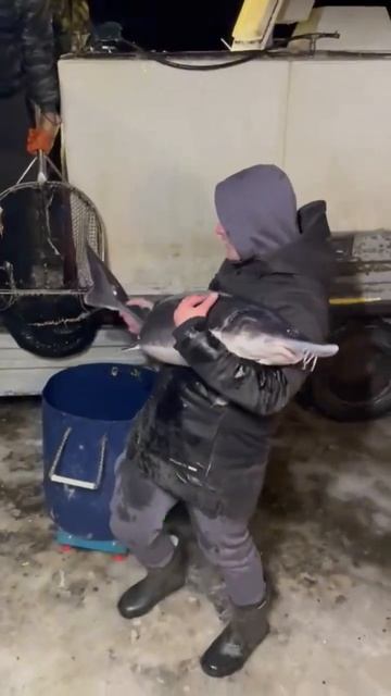 Большая белуга , в эту пятницу 1000 кг