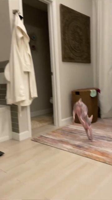 Strong pork chop 😅 #shorts #rocketman #funnycats #sphinx #sphynx #catsoftheworld #catsofinstagram