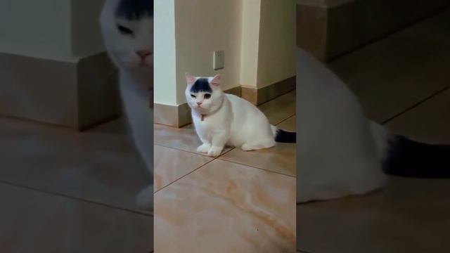 котики 🐈🐈🐈