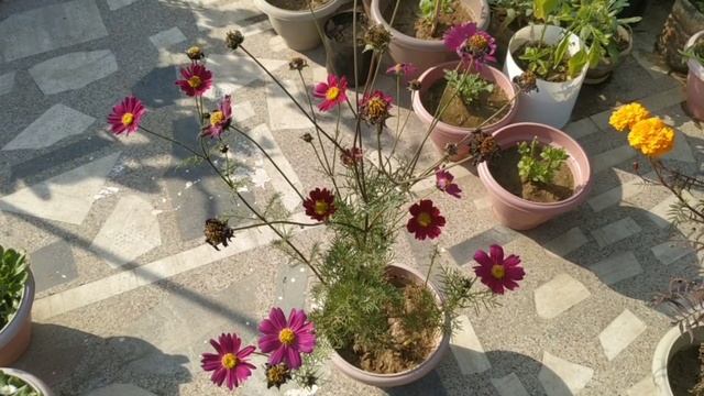 #seedsgiveaway free cosmos flower seeds of magenta colour|#cosmosflower#freeseeds