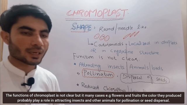 Chromoplast structure and function in Urdu |chromoplast kia hota hai|