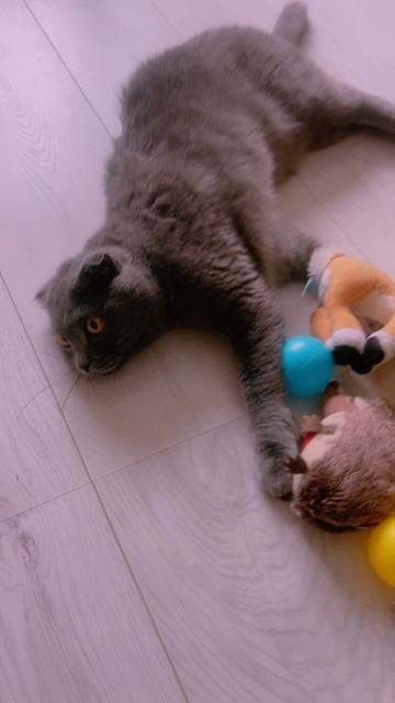 🔴КОТ СМОКИ🔴