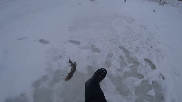 Рыбалка на жерлици !!! Щуки режут пальцы !!!!