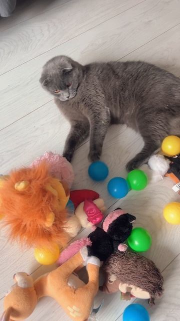 🔴КОТ СМОКИ🔴