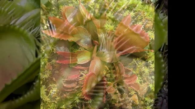 Dionaea Muscipula - Venere Acchiappamosche