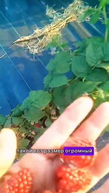 В размер ягоды не верят даже соседи